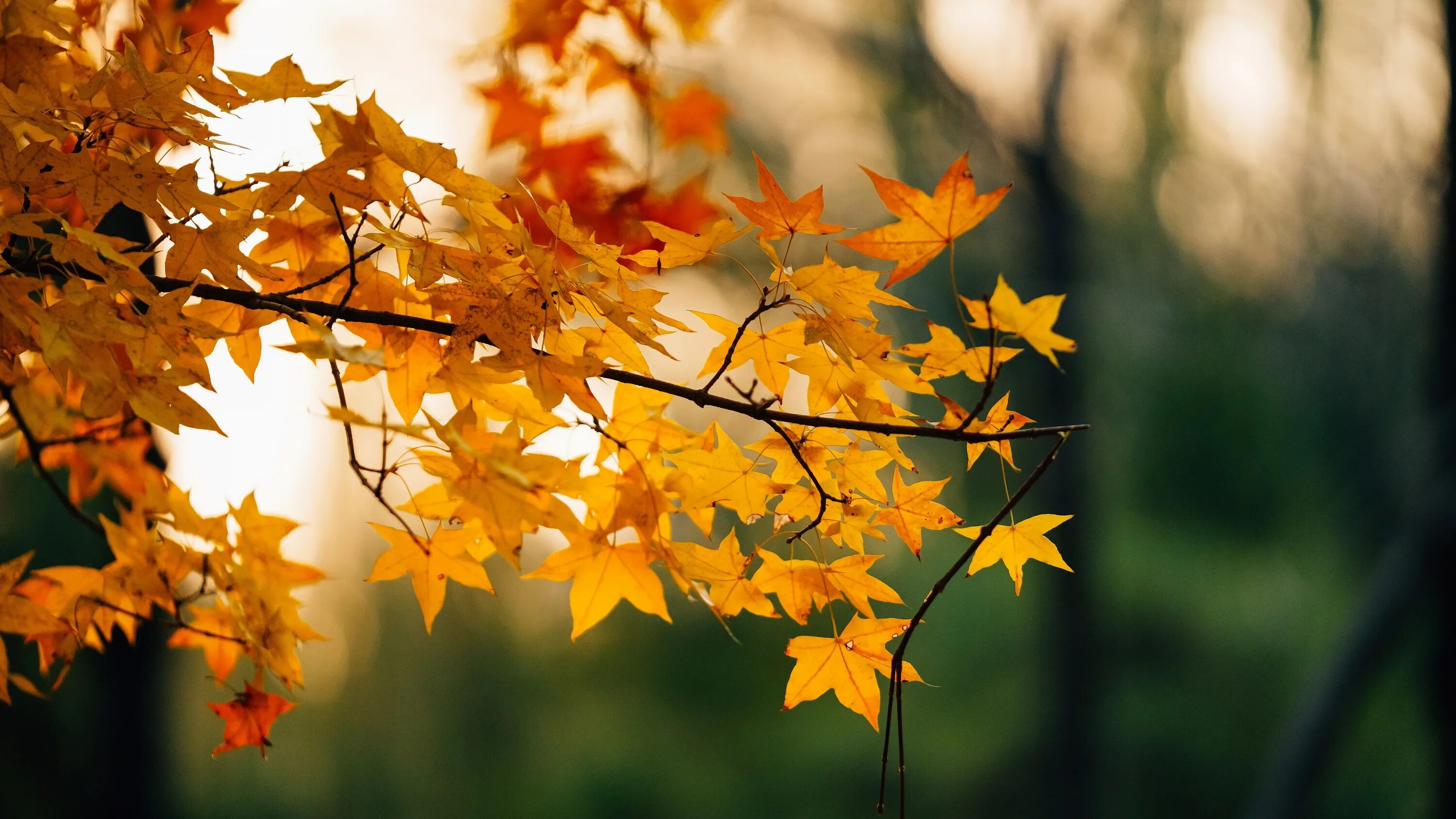 На золотом фоне пожелтевшей листвы. На золотом фоне пожелтевшей листвы. Липкие желтые падают с деревьев. Картина желтые листья. Желтый лист клена.