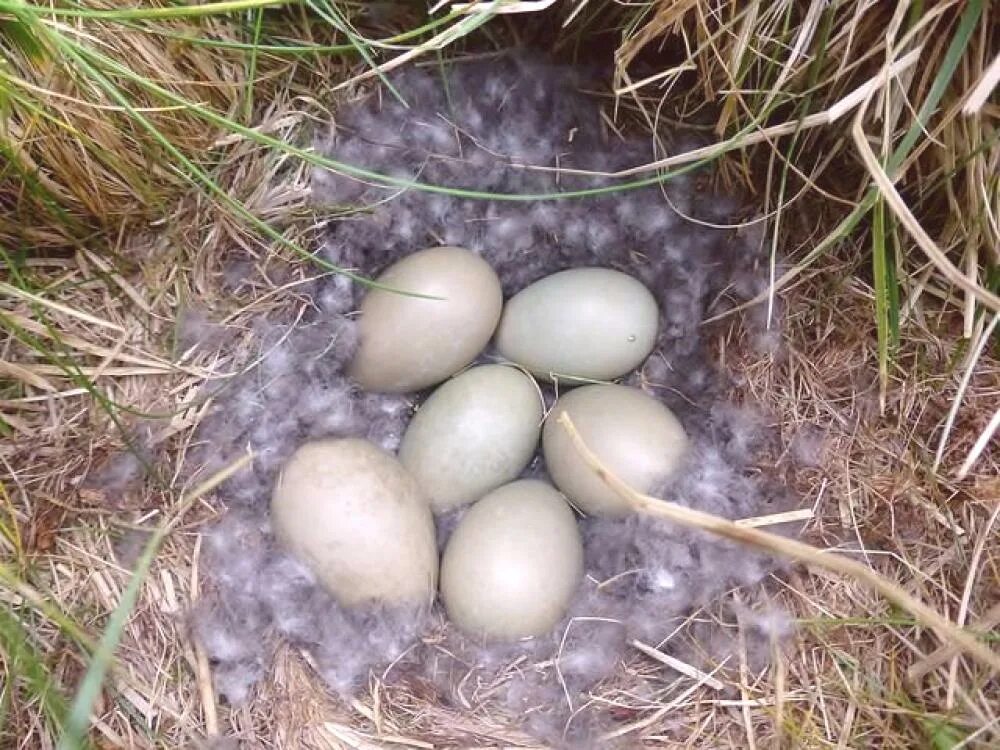Яйца дикой утки кряквы. Гнездо кряквы. Утка кряква высиживает яйца. Утиное яйцо дикой утки.