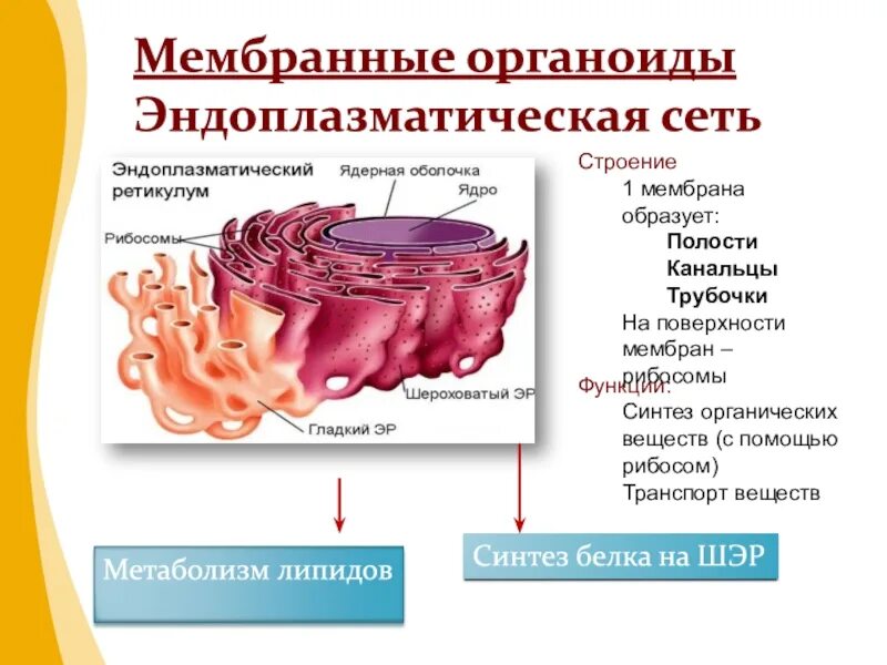 Органоид выполняющий функцию синтеза белка. Органоид выполняющий функцию синтеза белка