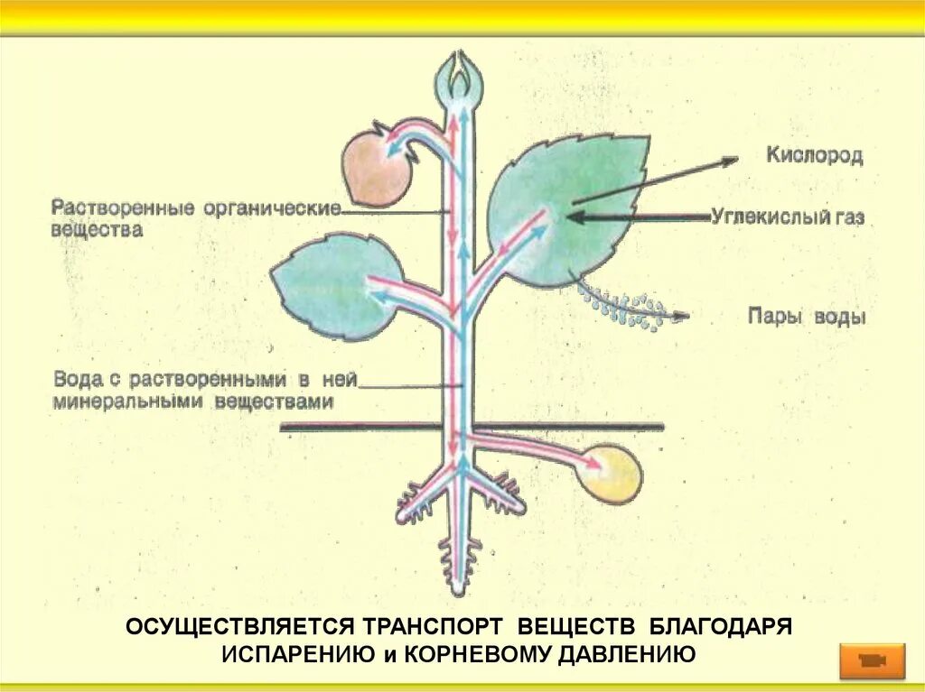 Какие вещества передвигаются по сосудам. Схема передвижения питательных веществ по растению. Передвижение органических веществ в растении схема. Схема транспорт веществ в организме растения. Передвижение воды и питательных веществ в растении схема.