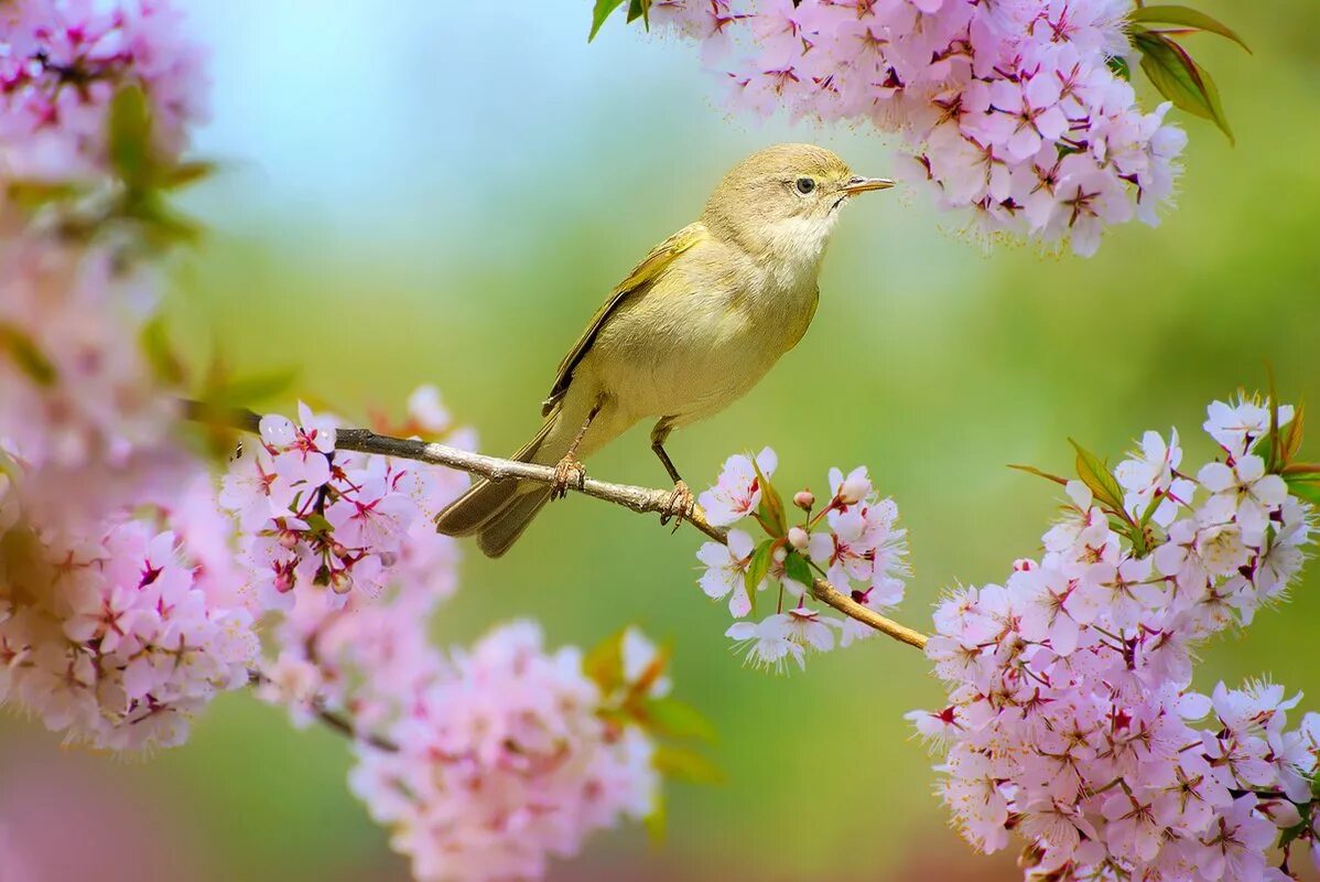 Птица поет на ветви. Пеночка-весничка пение. Птица в цветущем саду. Птица на цветущей ветке.