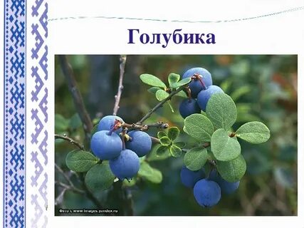 Голубика лесная и садовая отличие