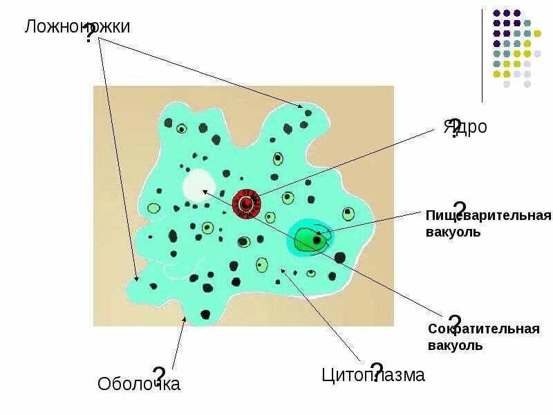 Строение амебы 7 класс биология. Вакуоли растительной клетки и животной. Функции центральной вакуоли. Порошица у амебы. Сократительная пищеварительная вакуоль.