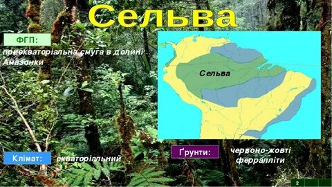 Сельва природная зона южной америки