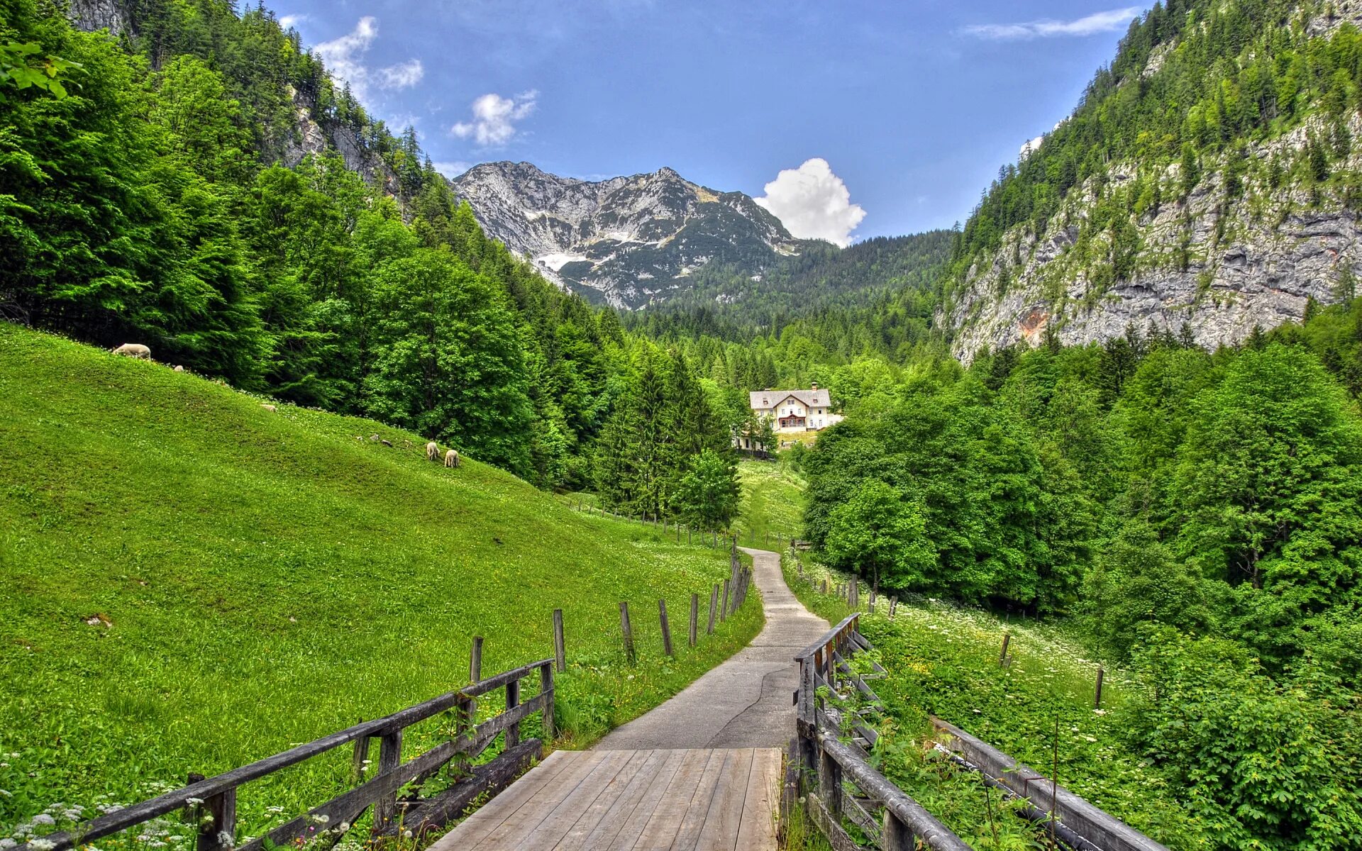 1920x1080 60. Широколиственные леса Швейцарии. Альпы Австрия 1920. Австрия природа Альпы. Горная тропа в Австрии.