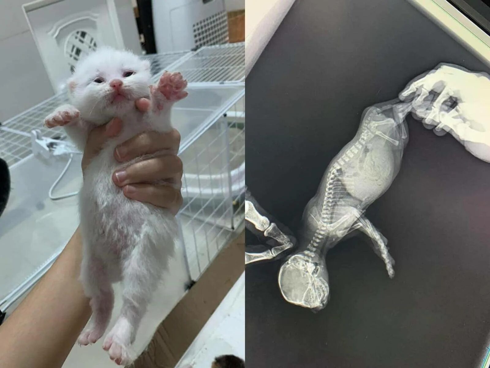 Вздуло живот у кота. Вздутый животик у котят.