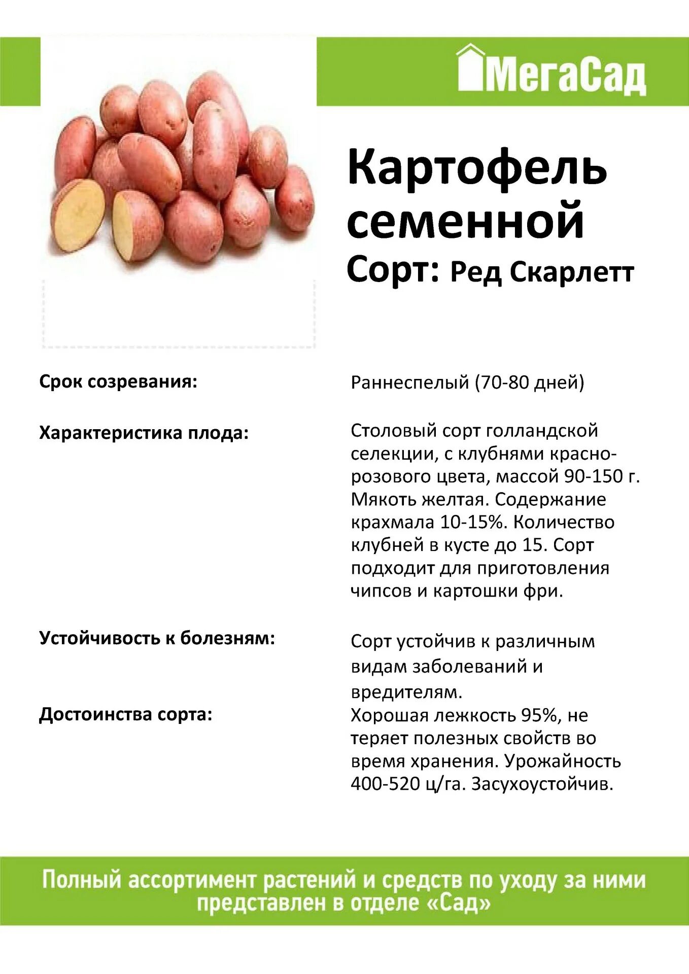 Сроки созревания картофеля ред скарлет. Семенной картофель ред скарлетт. ред скарлетт семенной картофель описание сорта. ред скарлетт элита картофель описание сорта. ред скарлетт картофель отзывы.