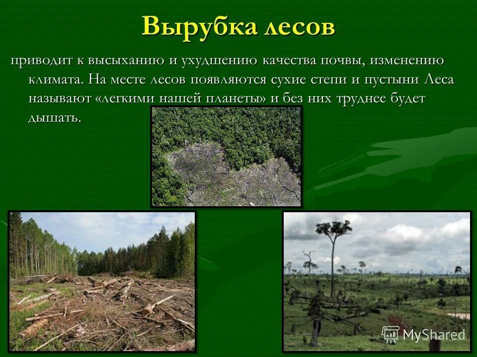 Проблема вырубки леса. Последствия вырубки лесов для человека. Последствия вырубки лесов на почву. Вырубка леса презентация.