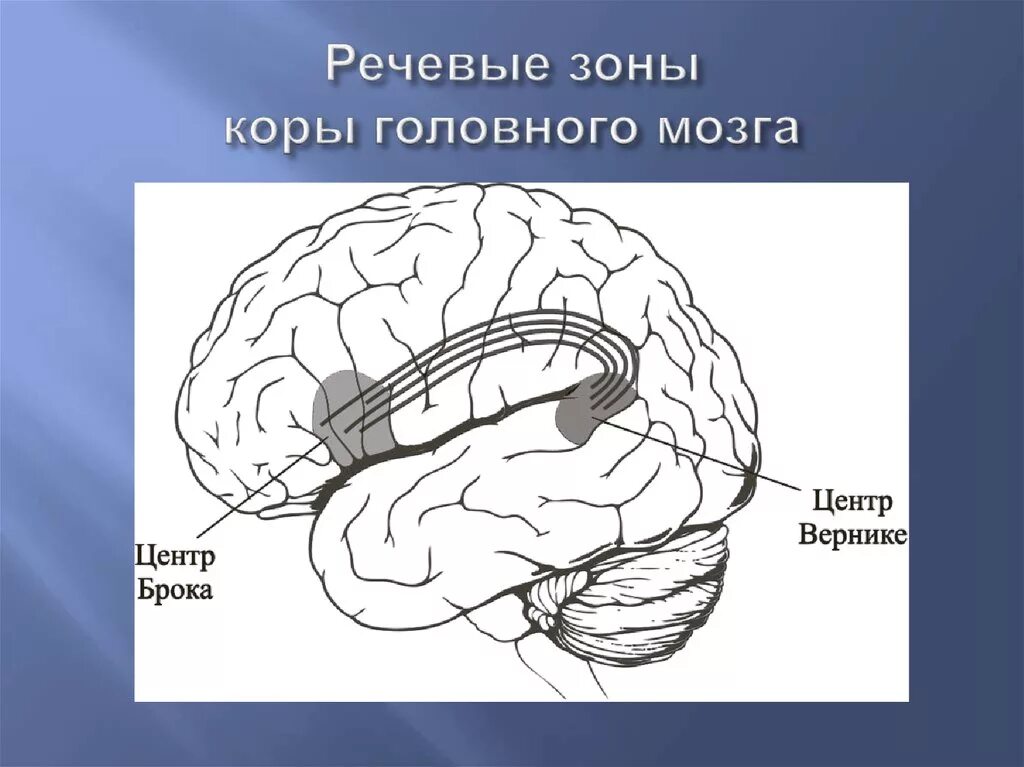 Центр речи в мозге человека. Зона Брока и зона Вернике. Зоны головного мозга Брока и Вернике. Речевые центры Брока и Вернике. Двигательный центр речи центр Брока.