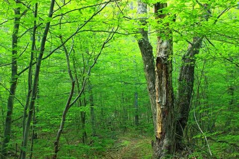 Широколиственные ландшафты