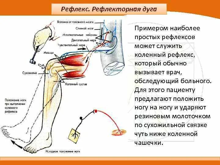 Схема рефлекторной дуги ноги. Рефлекторная дуга разгибательного коленного рефлекса. Схема рефлекса коленного сустава. Строение рефлекторной дуги коленного сустава.