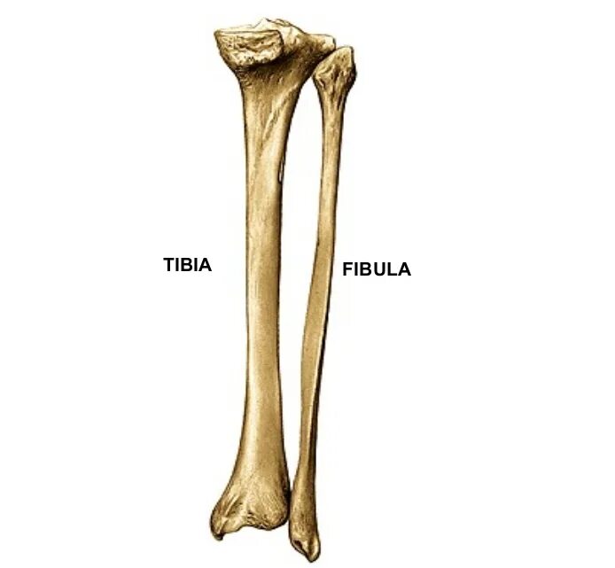 Curved tibia fibula. Большеберцовая кость (tibia). fibula кость. tibia анатомия. fibula tibia кость латынь.
