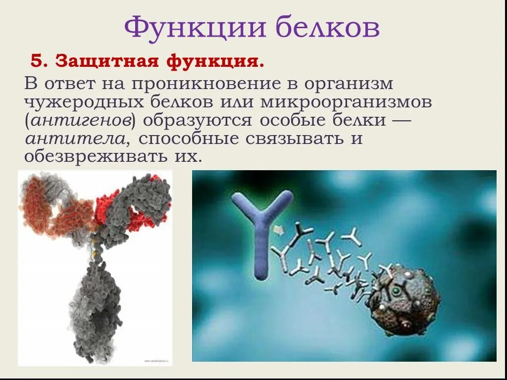 Органы защитной функции. Белки защитная функция. защитные свойства белков. функции белков. защитная функция белков антитела.