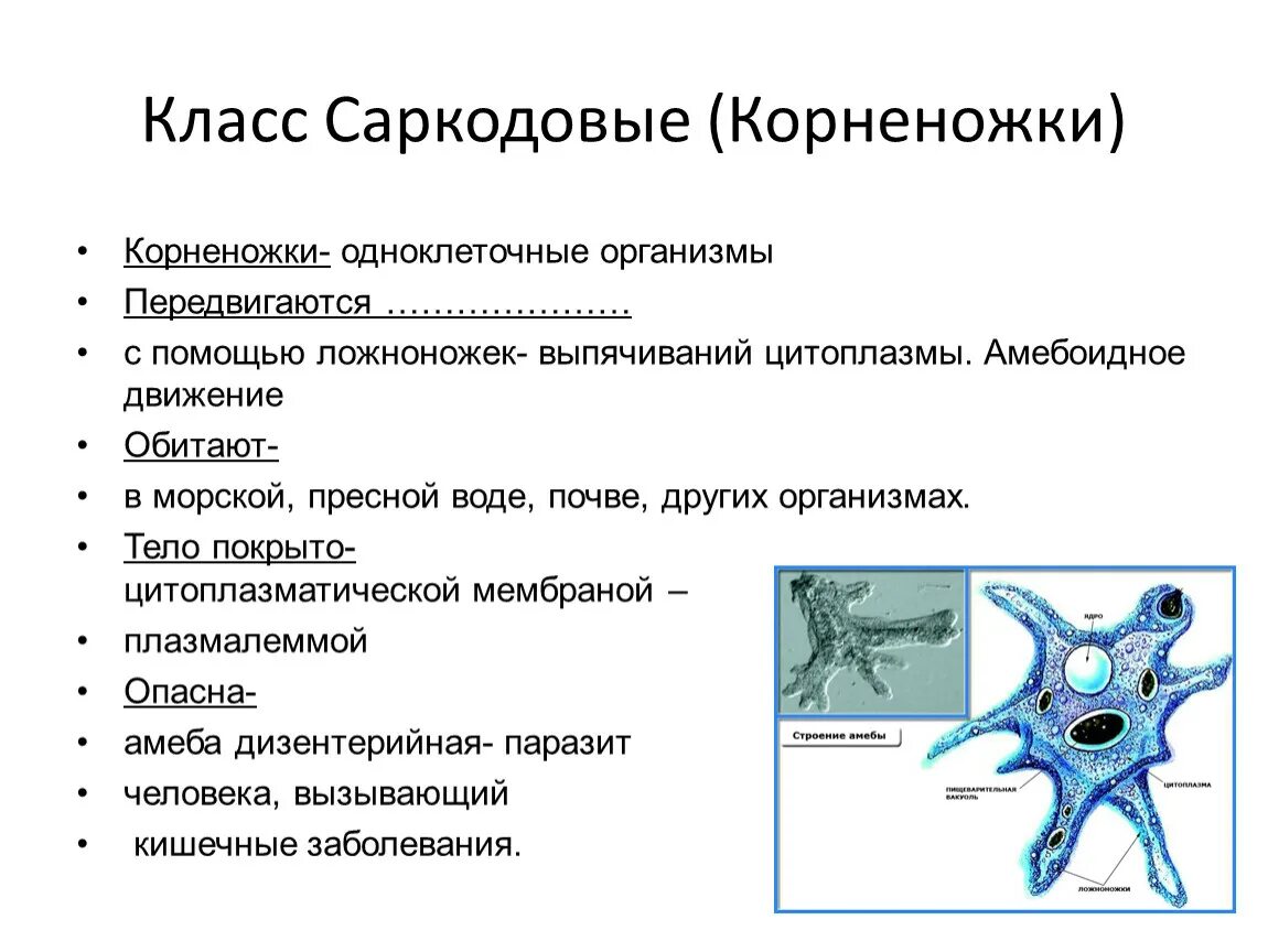 3 саркодовые