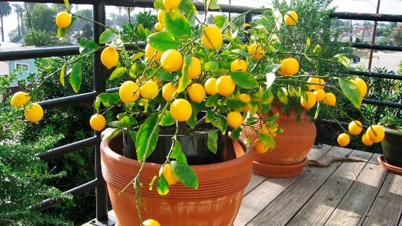 Лимон Мейера куст. Цитрус (комнатное растение) лимон Мейера. Лимон Citrus Limon. Лимон плодоносит. Сохранить лимоны в домашних