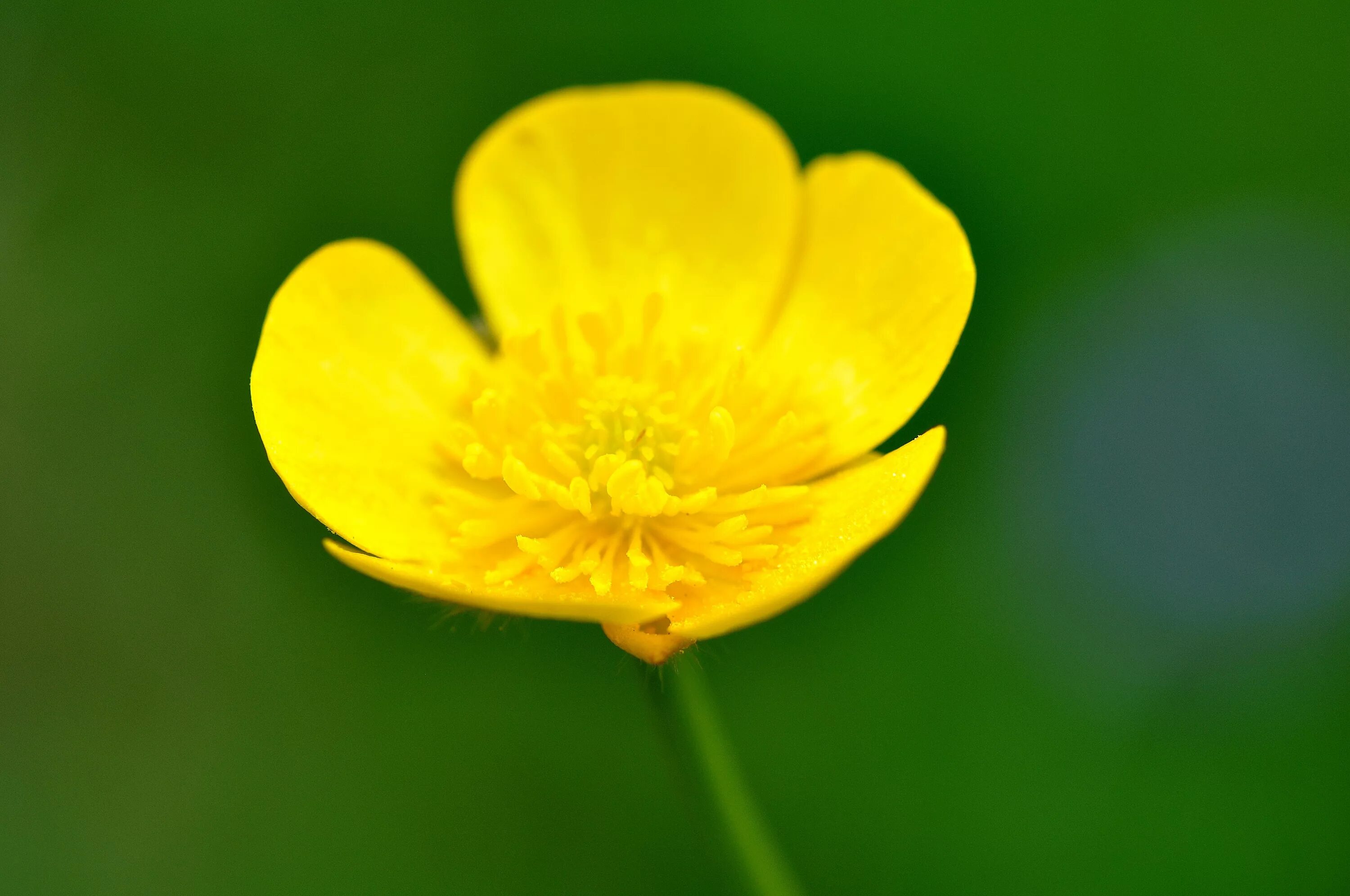 Дикий цветок на русском. Ranunculus Acris Лютик едкий. Лютик болотный желтый. Полевые цветы желтые Лютик. Лютик Луговой.