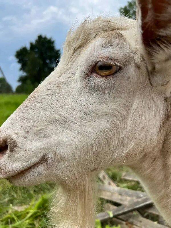 глаза козы. зрачки козлов. прямоугольные зрачки у коз.