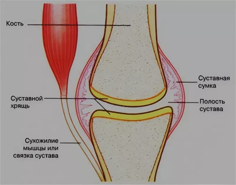 Суставная сумка коленного сустава