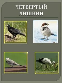 Перелетные птицы урала