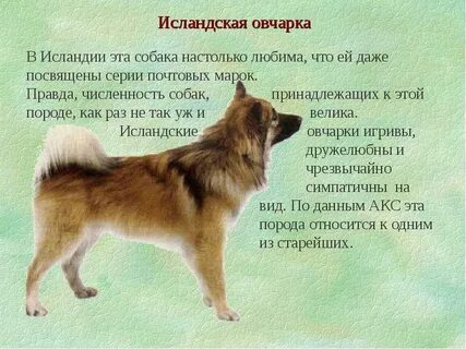 Характеристика шерсти собаки
