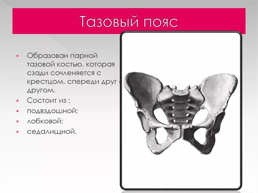 Тазовые кости скелета человека