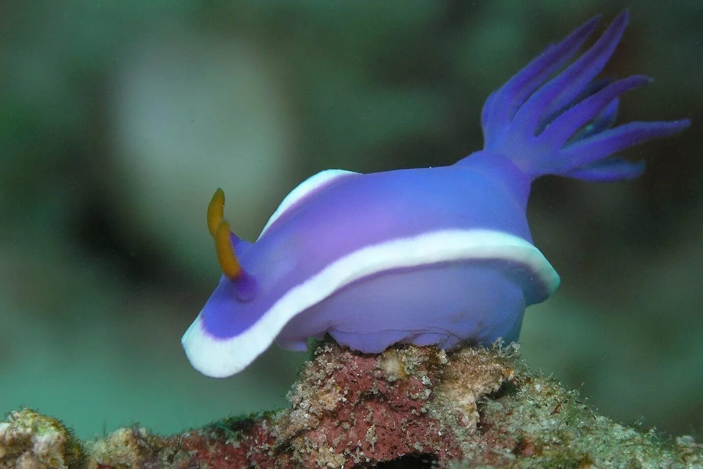 Hypselodoris bullockii. Рыбка рогатый кузовок. Морской СЛИЗНЯК Nembrotha cristata. Необычные рыбы.