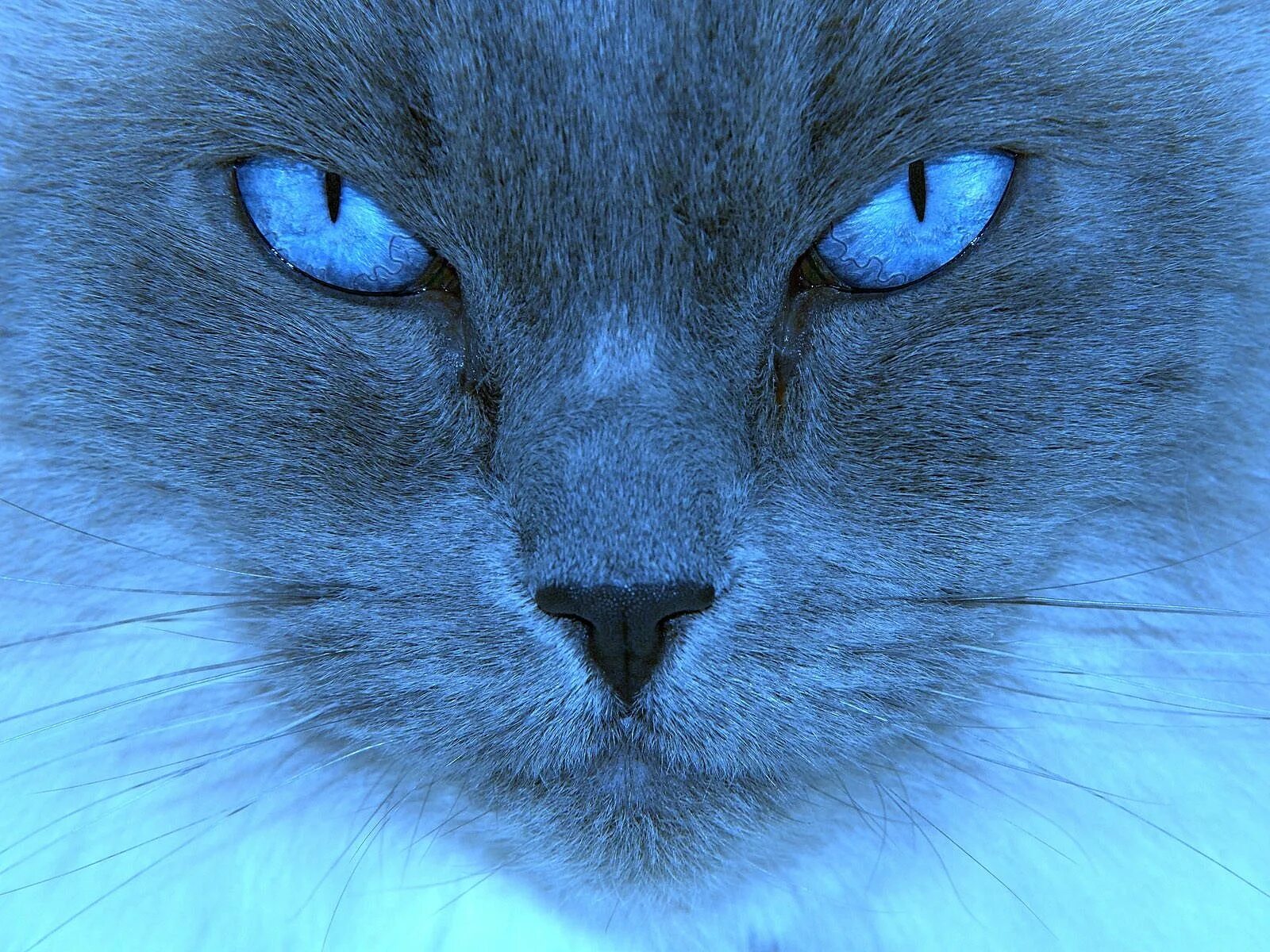 Коты синего цвета