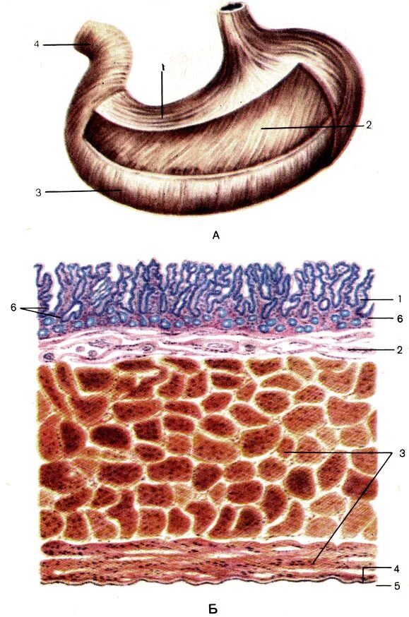Функция оболочек желудка. Слои мышечной оболочки желудка. Мышечная оболочка желудка анатомия. Слизистая подслизистая оболочки желудка. Послойное строение желудка.