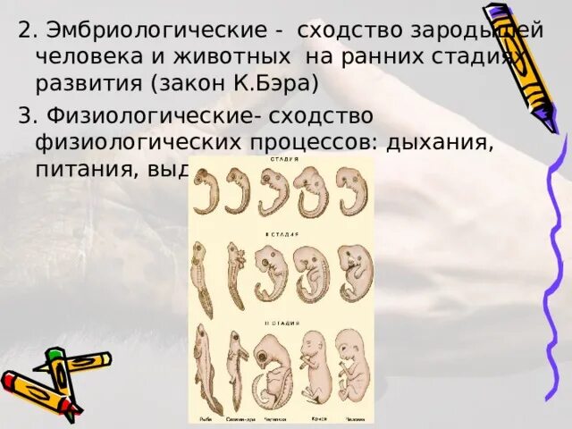Закон зародышевого сходства примеры Доказательство закона зародышевого сходства: найдено 90 картинок