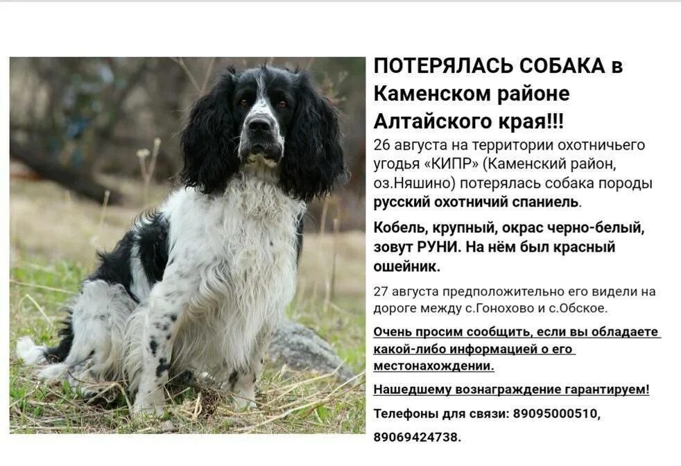 Русский охотничий спаниель. Рассказ о породе кокер спаниель 2 класс. Американский кокер спаниель параметры. Русский кокер спаниель. Жесткошерстный спаниель.