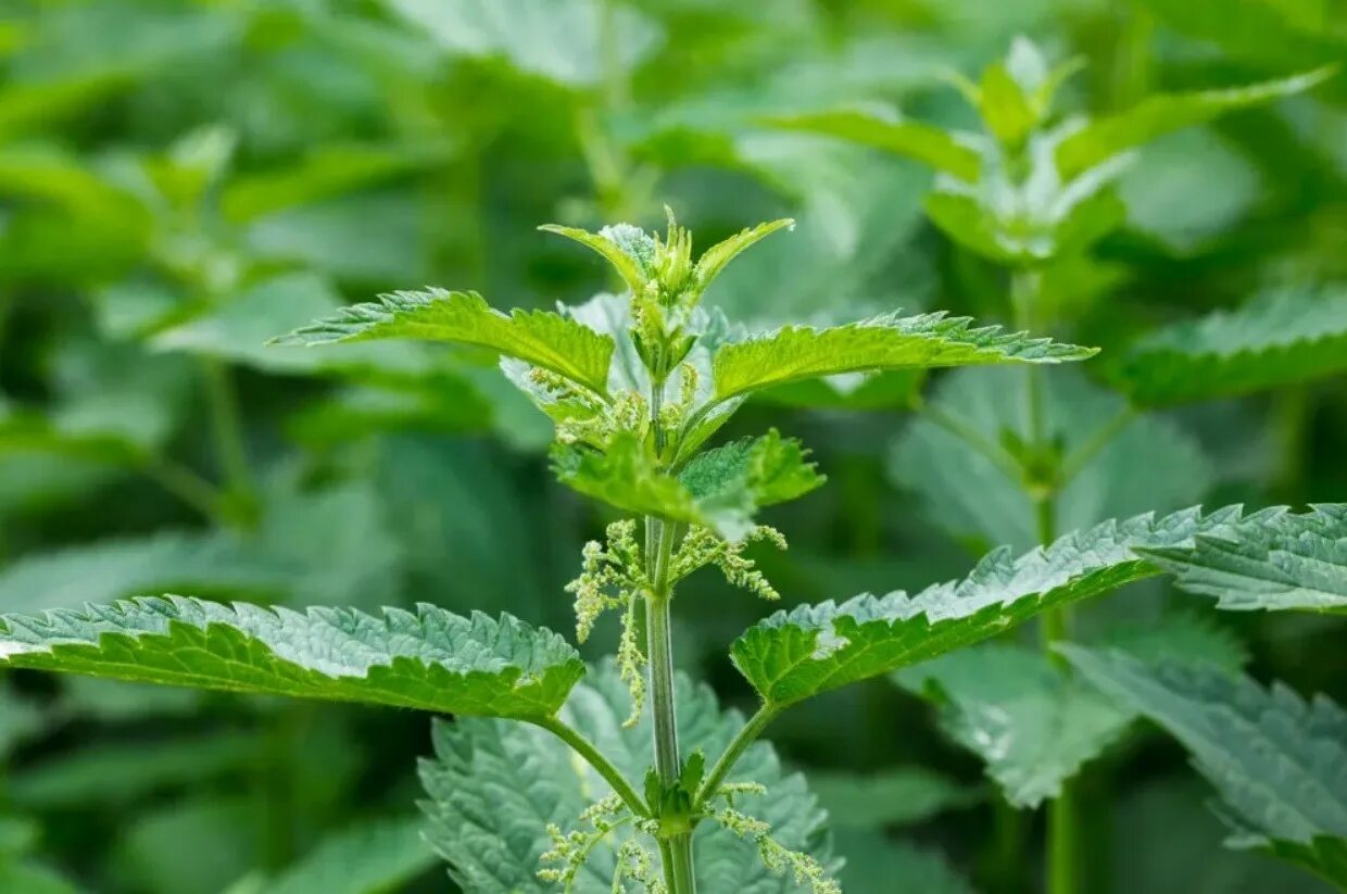 Какие листья у крапивы. Крапива двудомная (urtica dioica). крапива двудомная (urtíca dióica). крапива двудомная (urtica dioica l.). крапивы листья красногорск двудомный.