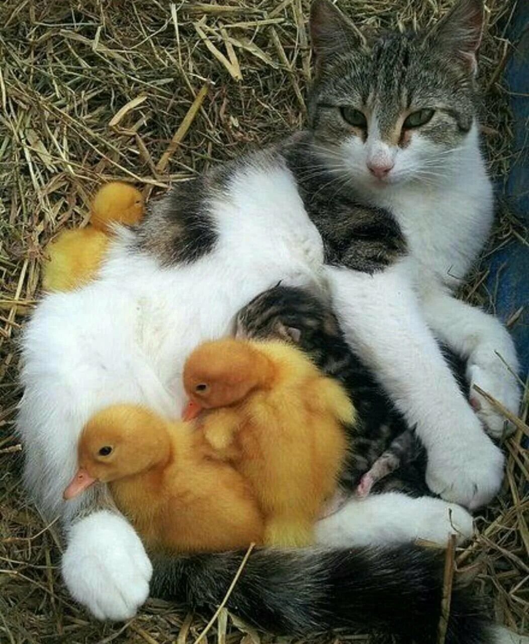 Кошка с котятами. Домашние животные заботятся. Мама кошка и котенок. Котята с мамой. Домашние животные заботятся.