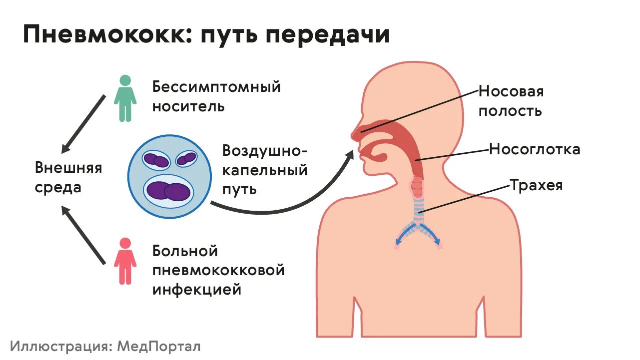 Пневмококковая инфекция механизм передачи. Пневмококк путь передачи инфекции. Пути передачи пневмококка. Streptococcus pneumoniae пути передачи.