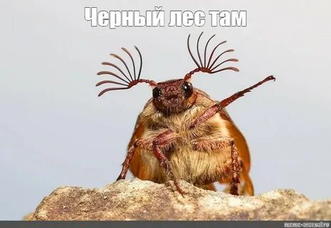 Да это я жук