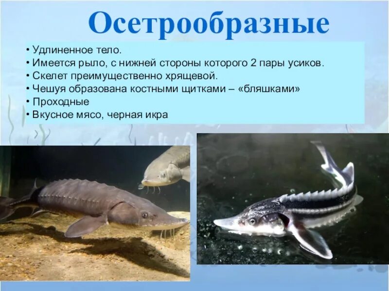 Строение осетрообразных рыб. Осетрообразные рыбы признаки. внешнее строение осетрообразных рыб. характеристика отряда осетрообразные. костные рыбы осетрообразные.