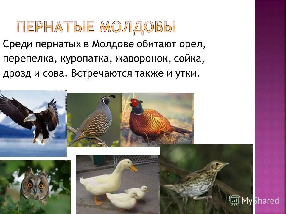 Конкуренция между животными. Перепелка орел. Тупак птичка. Белая и черная ворона. Среди птиц.