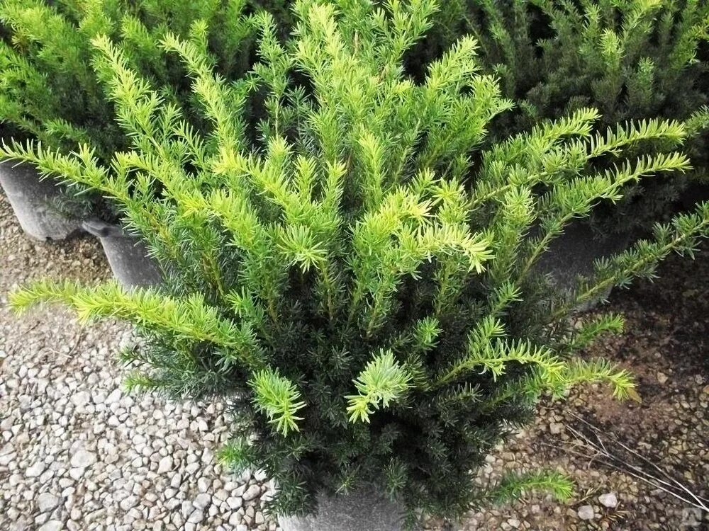 Можжевельник хвойный микс. Кис растение. Тисс ягодный (taxus baccata. Кис растение. Кис растение.
