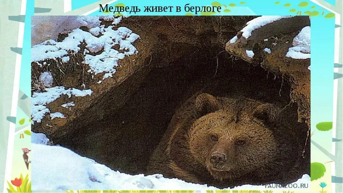 Когда просыпается медведь весной
