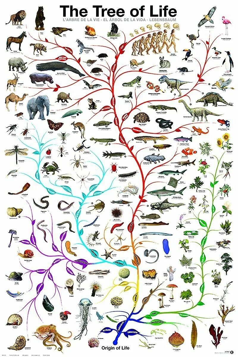 Как располагаются группы животных на родословном древе. Филогенетическое Древо животных. Эволюционное Древо жизни биология. Эволюционное Древо развития жизни на земле. Эволюционное Древо развития животных.