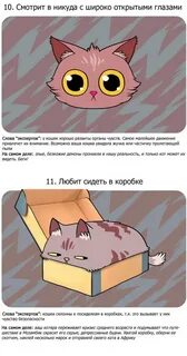 Факты о коте