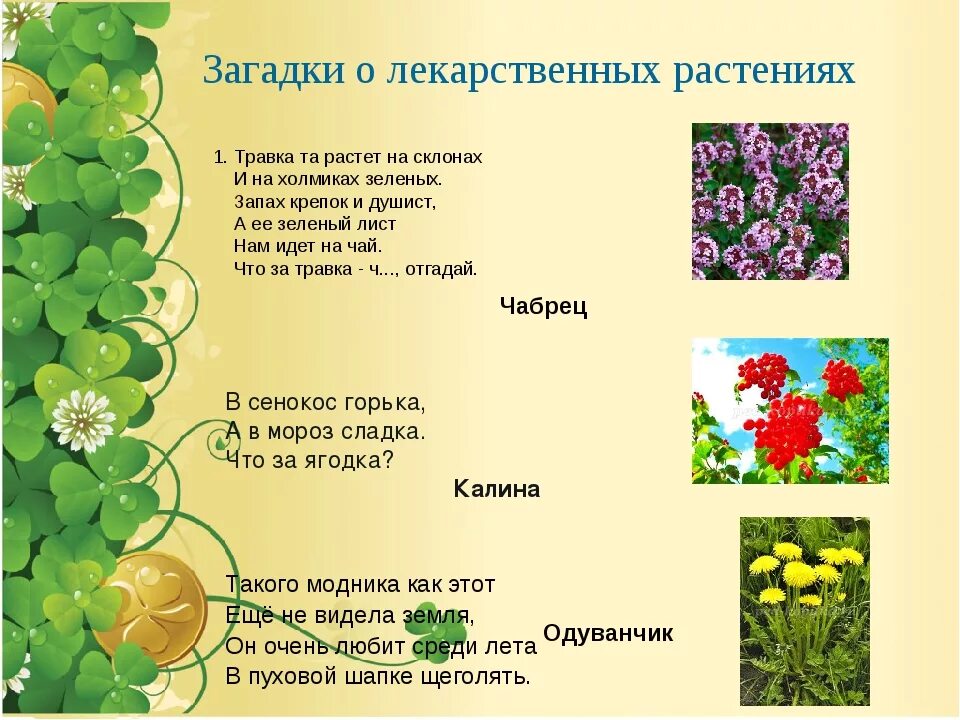 Загадка на тему растения. Загадки про лекарственные растения. Интересные загадки о цветах. Загадки про растения. Загадки о комнатных цветах.