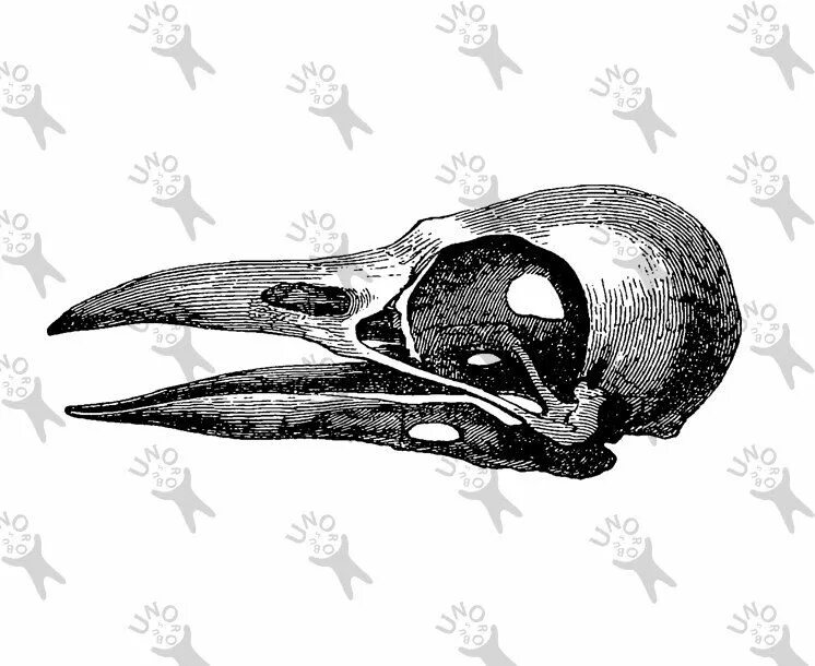 Череп птицы сбоку. Череп ворона. Череп вороны. Скелет черепа птицы.