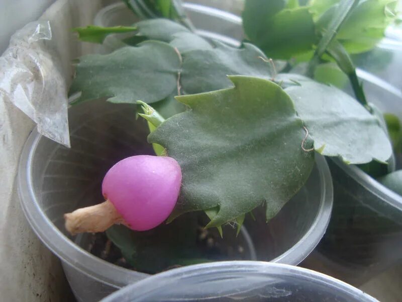 семена декабриста