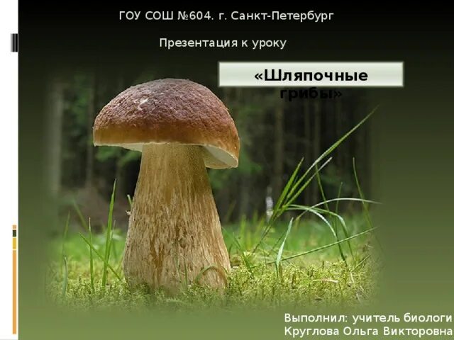 3 класс окружающий мир проект шляпочные грибы Строение гриба 2 класс окружающий мир