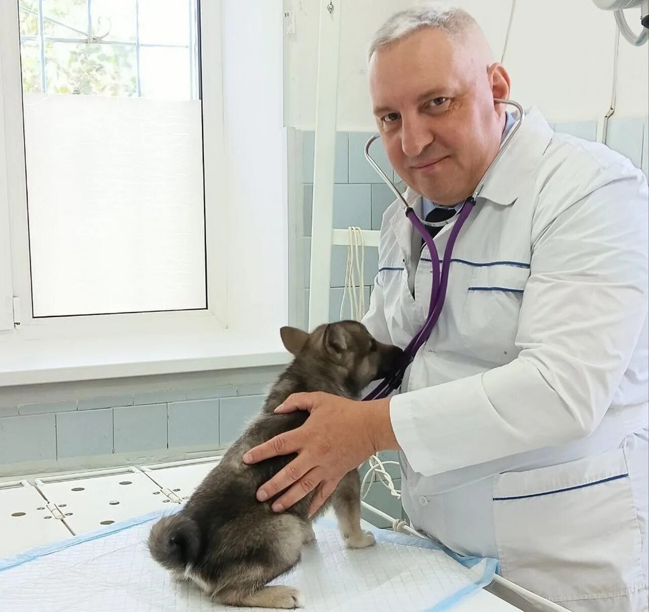 животные в очереди к ветеринару. 7708006274 сббж свао главный ветврач. уральские пельмени не вешать хвост ветеринары. ветеринары уральские. баграт ветеринар.