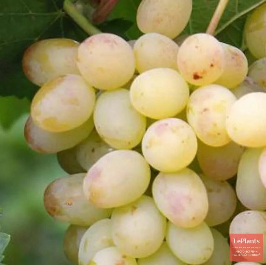 Виноград дона. Краса дона сорт винограда. Виноградники рислинг в германии. Сорт винограда тайфи. Ялта где растет золотой виноград.