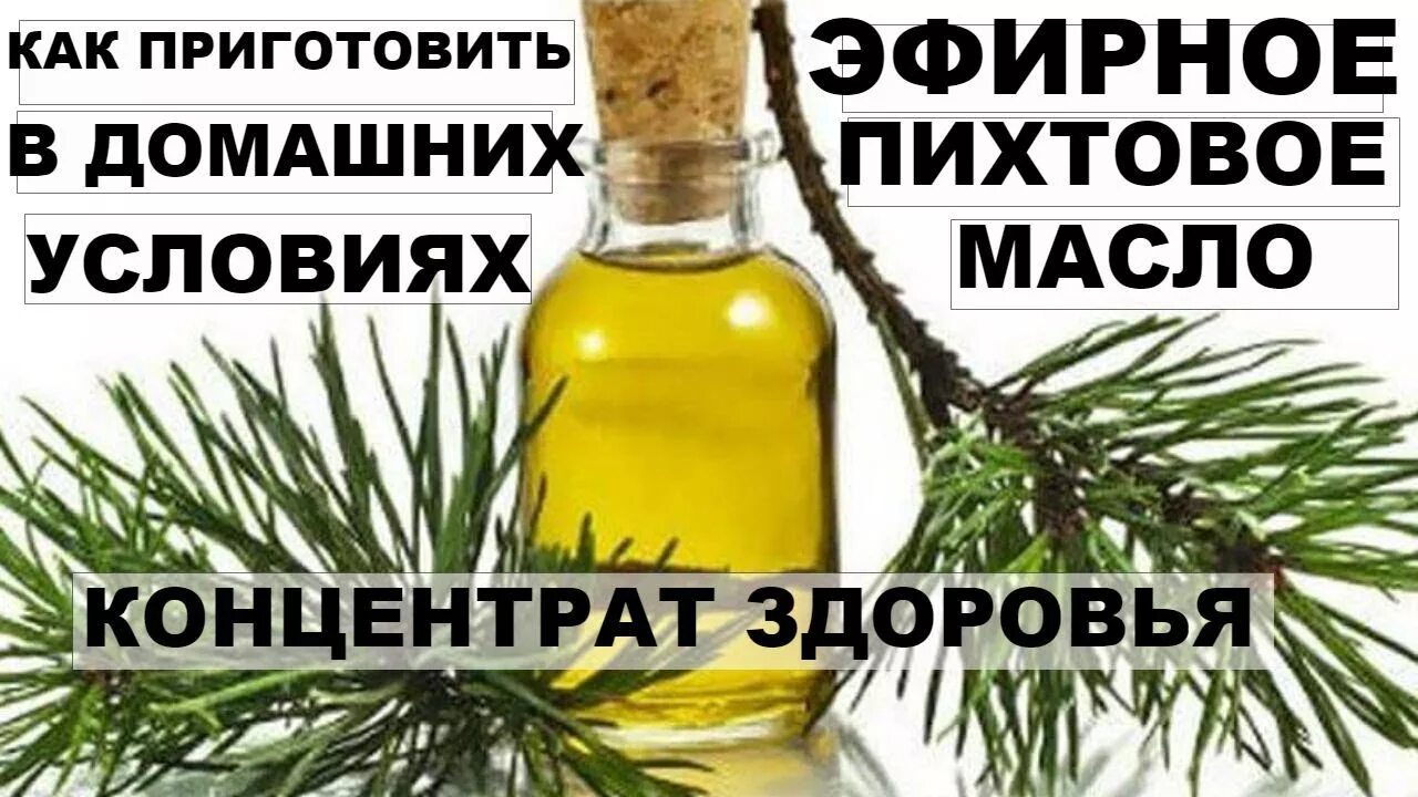 Как делают пихтовое. Пихтовое масло. как делают пихтовое масло.