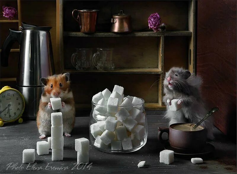 мыши сахар. крыса выглядывает. белая мышь. домовая мышь. мыши сахар.