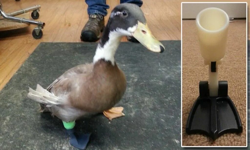 Утка села на ноги что делать. Антибиотики для утят. Утята гусята падают ноги. Утка села на ноги что делать. Болезни цыплят бройлеров рахит.