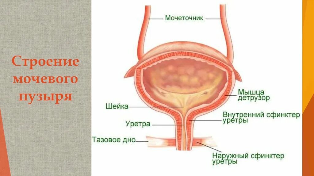 Строение мочевого пузыря мочеиспускательного канала. Треугольник Льето мочевого пузыря. Наружное строение мочевого пузыря анатомия. Строение мочевого пузыря шейка. Женский мочевой пузырь анатомия.